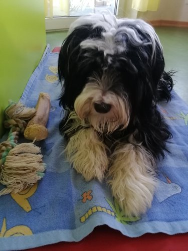 Kiga Bullerbü Mila Hund