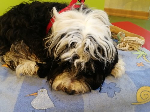 Kiga Bullerbü Mila Hund