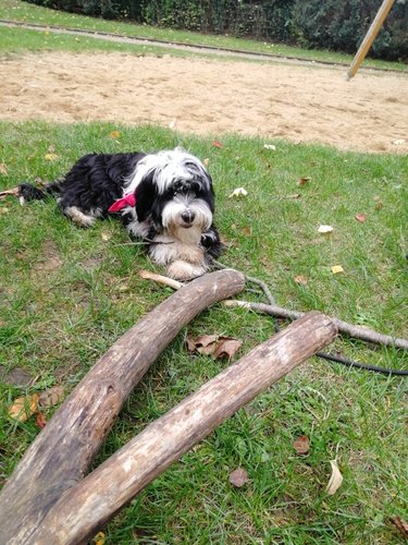 Kiga Bullerbü Mila Hund