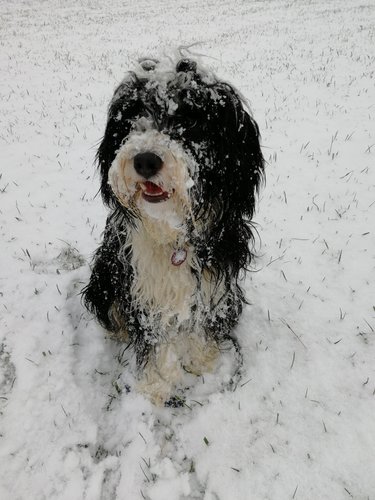 Kiga Bullerbü Mila Hund