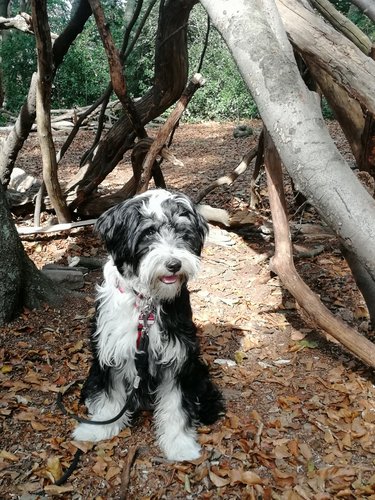 Kiga Bullerbü Mila Hund