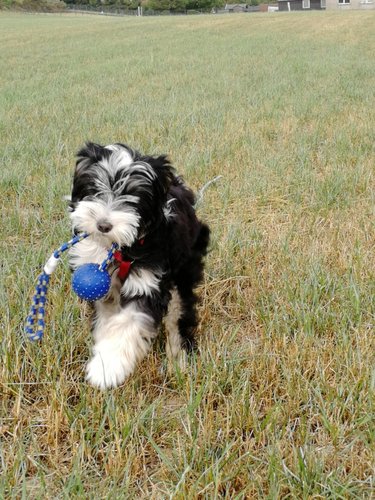 Kiga Bullerbü Mila Hund